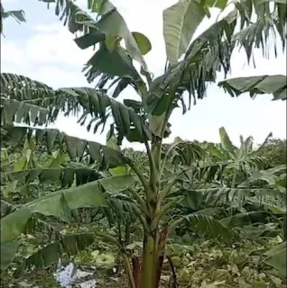 BARAHONA: Agricultores de Cabral reportan pérdidas millonarias por inundaciones tras el paso de la tormenta Melissa