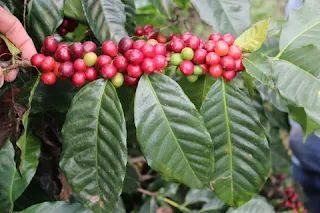 BARAHONA: Producción de café y aguacates en Paraíso en Barahona afectados por Melissa