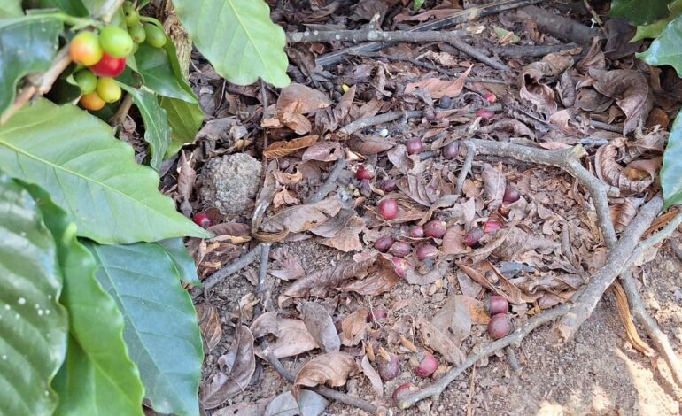 SANTO DOMINGO: Caficultores del sur piden ayuda ante riesgo pérdida cosecha