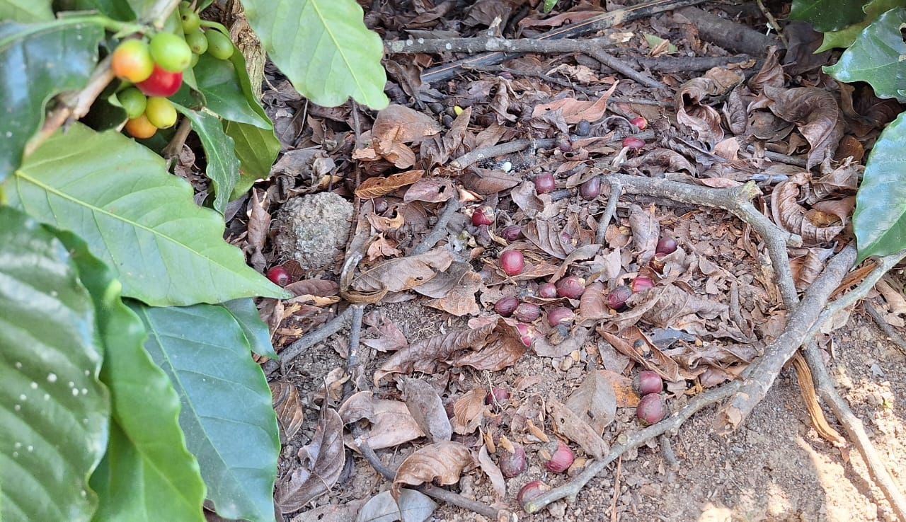 SANTO DOMINGO: Caficultores del sur piden ayuda ante riesgo pérdida cosecha